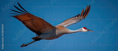 Flying Sandhill Crane Against Vibrant Blue Sky Wildlife Image