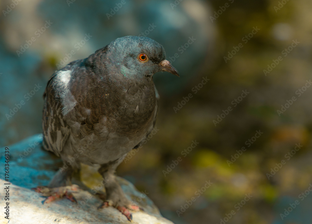 Obraz premium Rock pigeon (Columba livia) resting on a stone in sunlight in a city park, symbolizing urban wildlife, freedom and calm nature