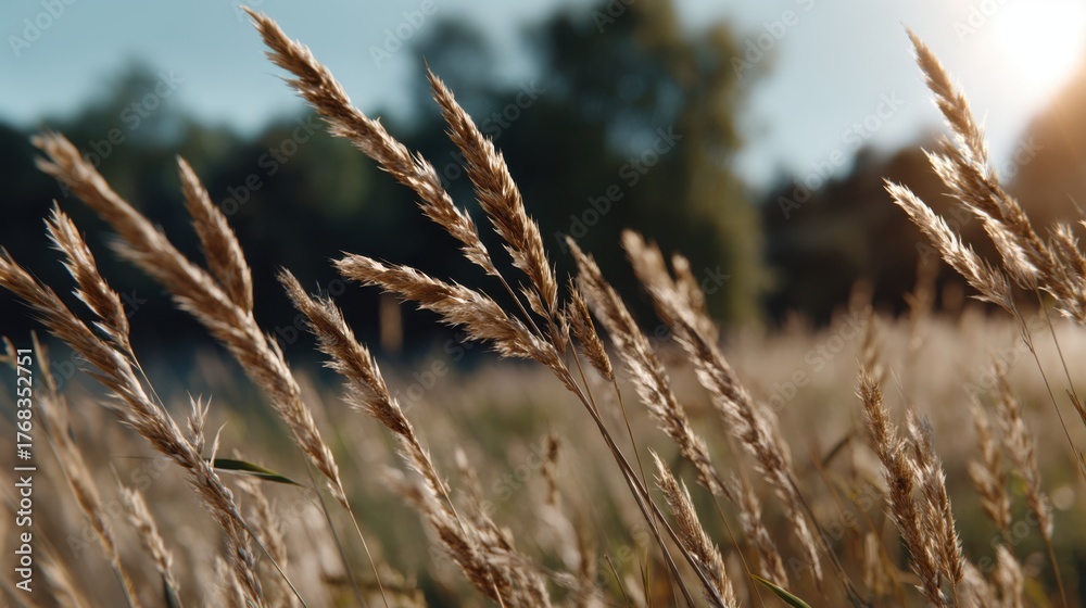 Fototapeta premium A close-up of tall grass in a field, gently swaying in the wind under the summer sun.