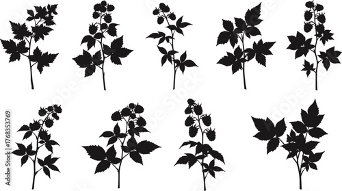 Black Silhouette Vector Icons of Berry Plants with Leaves and Fruit Clusters for Botanical, Forest, Herbal, Jam, and Nature Design