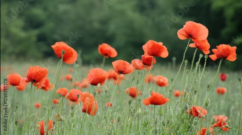 sedative. Field of poppy flowers swaying in gentle breeze, botanical tranquility scene. gardening catalogs, home-decor guides, designed for home decor and floral branding.