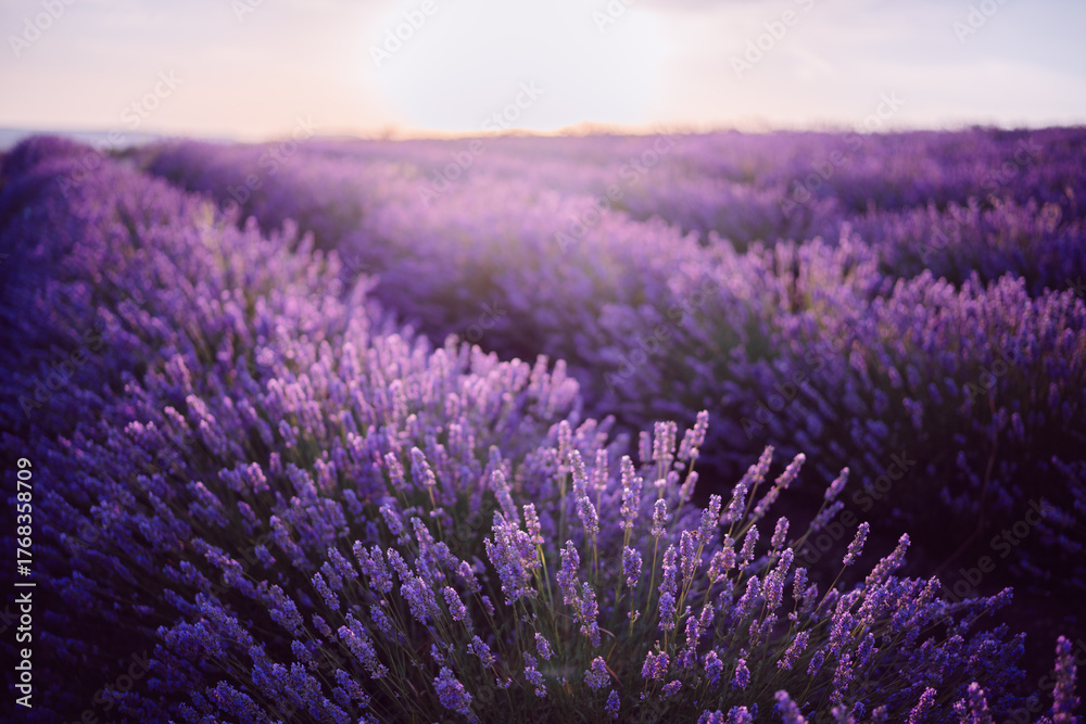 Fototapeta premium Lavender field sunset, vibrant purple flowers stretching across a peaceful landscape under a warm glowing sky