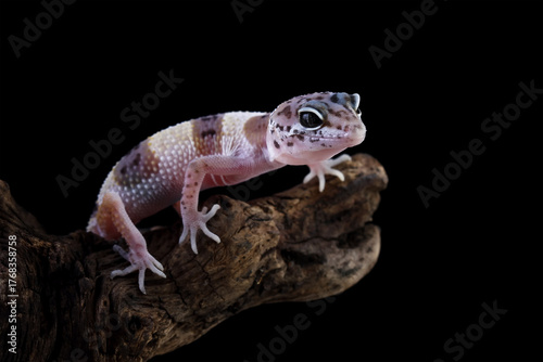 Baby leopard gecko crawling on wood, eublepharis macularius isolated on black background