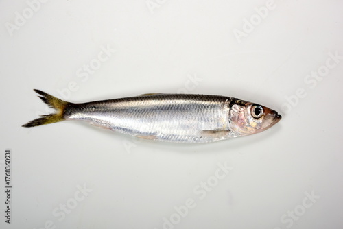 Fresh whole Baltic herring Clupea harengus membras on white background