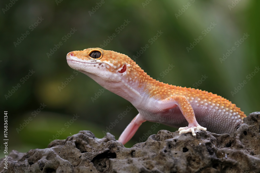 Fototapeta premium Leopard gecko lizard on a rock, eublepharis macularius