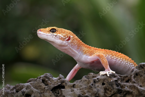 Leopard gecko lizard on a rock, eublepharis macularius