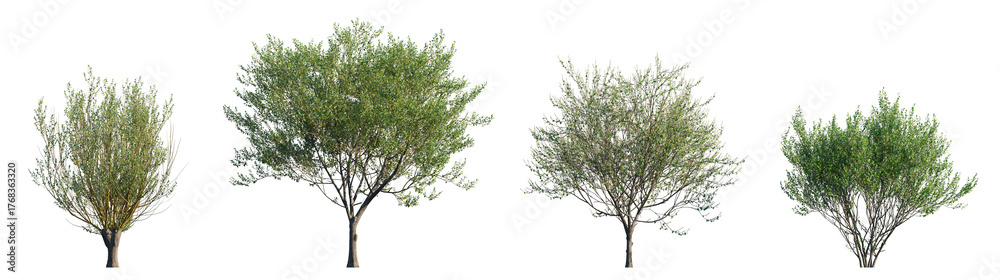 Naklejka premium Salix caprea tree (Goat Willow) isolated PNG on a transparent background premium nature cutout