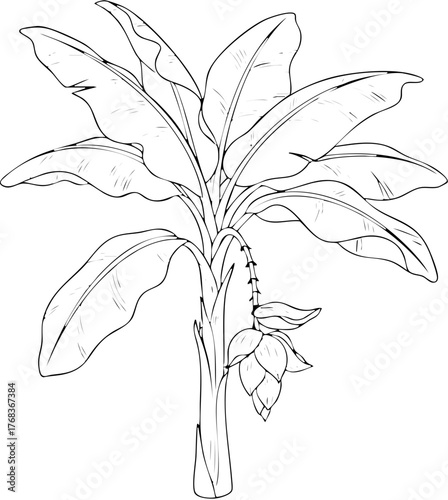 Detailed Line Art Illustration of a Tropical Banana Plant with Flower.