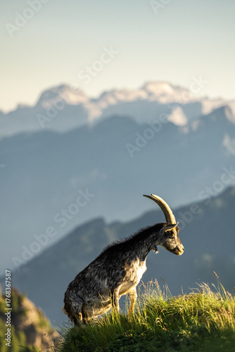 Wild ibex roaming alpine peaks of the stunning Dolomites mountains