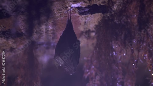 Close up small lesser horseshoe bat covered by wings, hanging down on top of by roots growth arched cellar ceiling while hibernating. Creative wildlife take. Creatively illuminated blurry background.