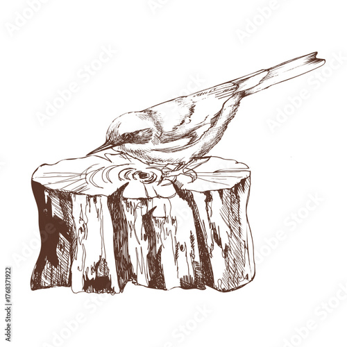 Bird sitting on tree stump ink graphics clipart. Hand drawn wild life illustration with forest bird and tree part, floral engraved painting for organic eco design