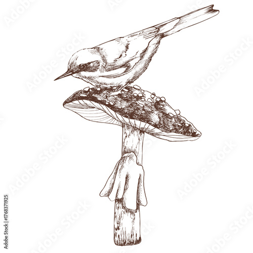Wild forest bird sitting on agaric mushroom ink graphics illustration. Hand drawn floral clipart with flying creature on fungus for concept organic design, Halloween magic decor