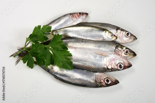 lots of Fresh whole Baltic herring Clupea harengus membras with green leaves on white background