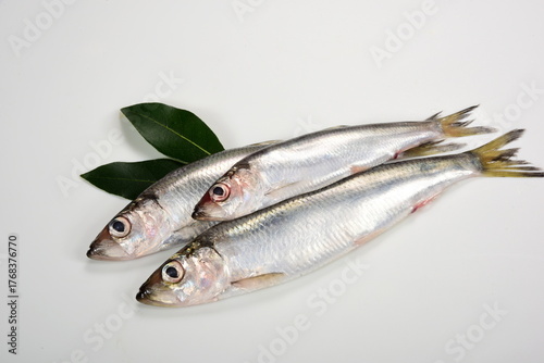 lots of Fresh whole Baltic herring Clupea harengus membras with green leaves on white background