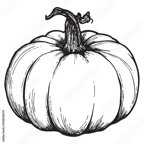 Monochrome sketch of a plump pumpkin squash with a textured stem.