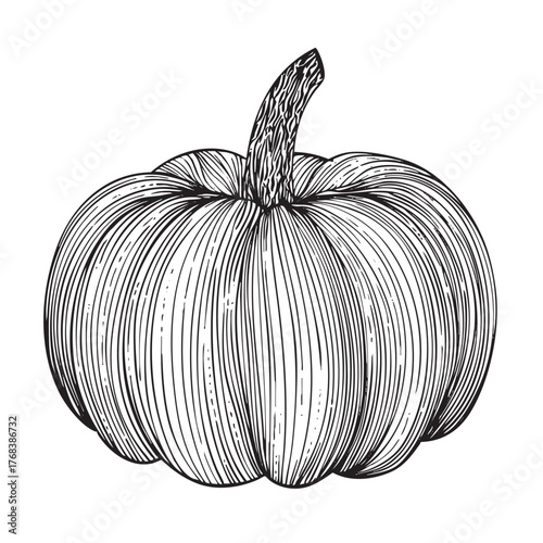 Highly textured monochrome drawing of a plump pumpkin squash.