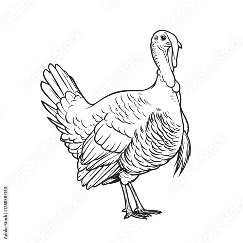 A black and white line sketch of a standing turkey.