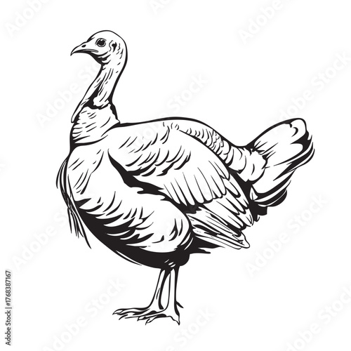 Black and white sketch of a standing wild turkey.