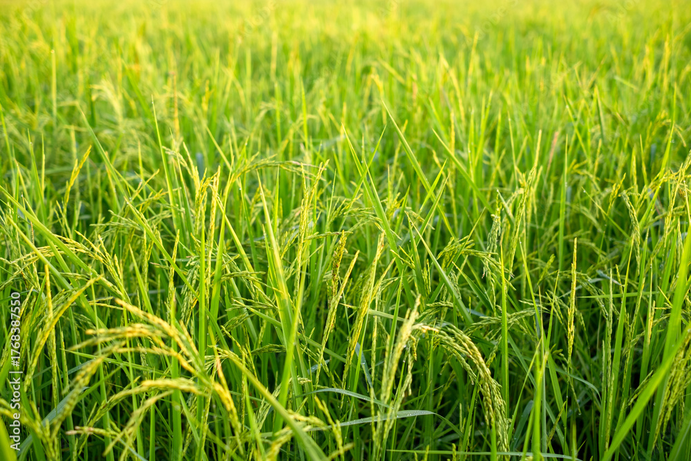 Obraz premium Close up of green rice field with young paddy plants growing in natural sunlight, showing agricultural landscape, organic farming, and countryside environment during the growing season.