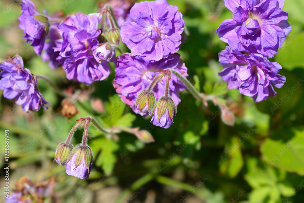 Obraz premium Himalayan Cranesbill flowers - Latin name - Geranium himalayense Plenum