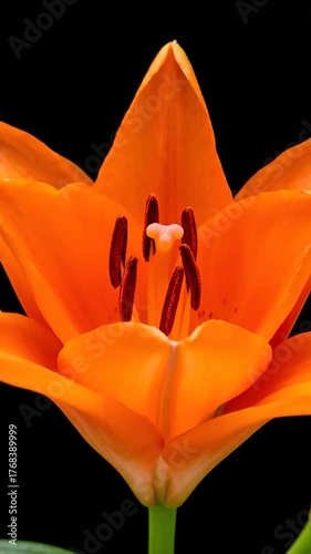 Close-up of an orange lily with green tips on a black backdrop, showing intricate petal details