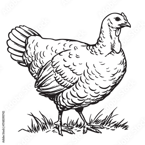 Black and white sketch of a standing hen or turkey on grass.