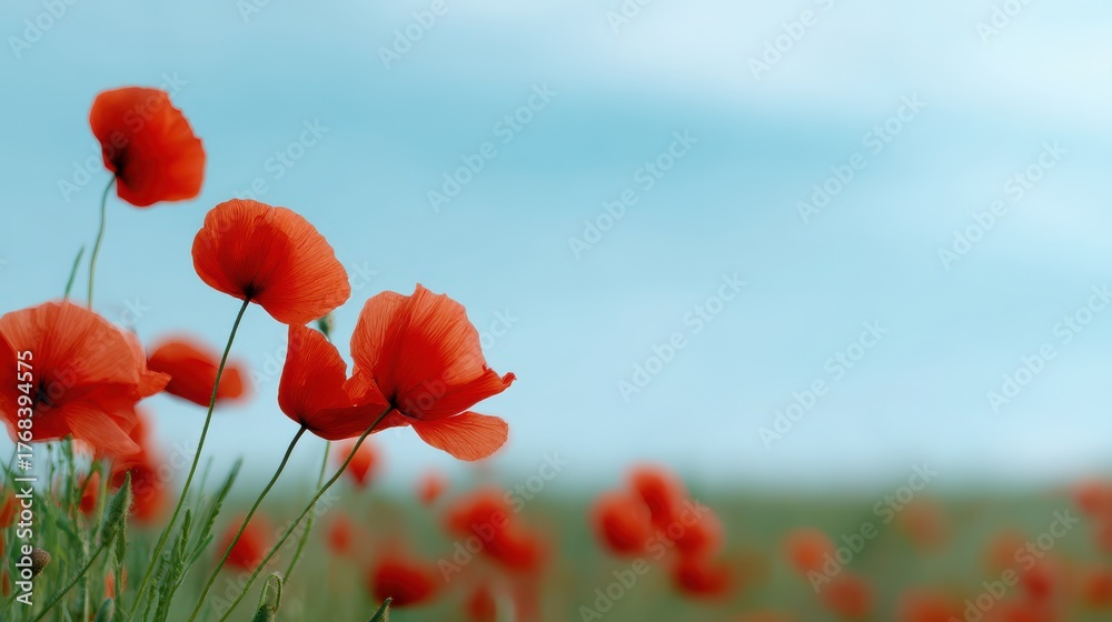 Obraz premium Vibrant Red Poppies Gently Swaying in a Bright Landscape Field