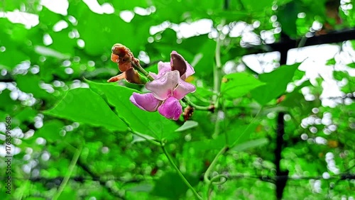 Pink bean flowers sway in the wind.