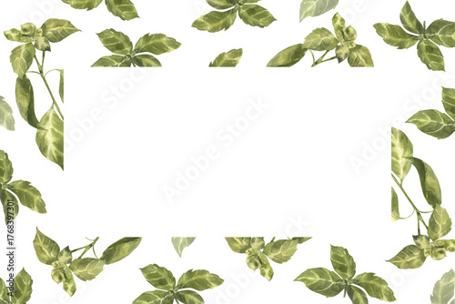 Fresh basil herbs watercolor banner template. Hand drawn organic greenery food fame with aromatic herbs leaves for vegan food packing ,web, poster design. Italian cuisine traditional condiment