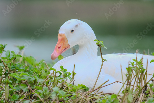 white goose on green grass