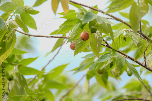 green fruit on a branch