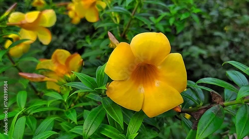 Beautiful yellow flowers with green leaves.