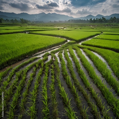 Wide-Angle View of Lush Green Paddy Field Under Cloudy Sky — Rural Countryside Landscape Photography