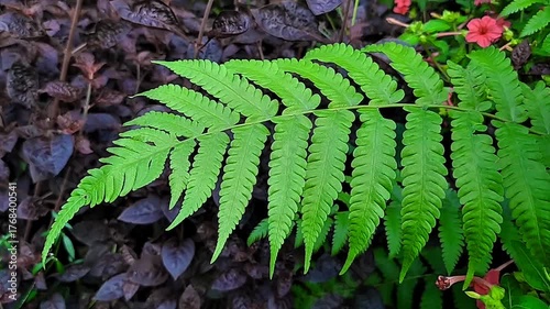 Green fern leaves swaying in the wind.