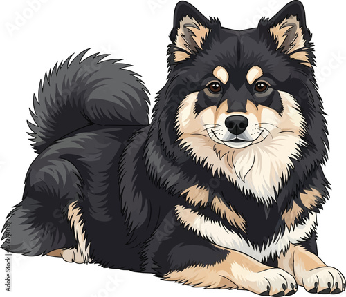 finnish lapphund dog lying down relaxed resting vector illustration