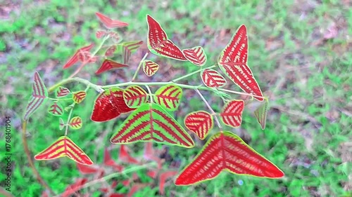 The beautiful leaves are triangular like butterflies.