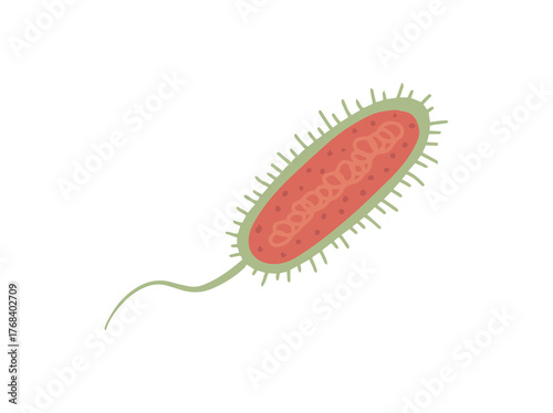 Vibrio Cholerae Bacteria Illustration
