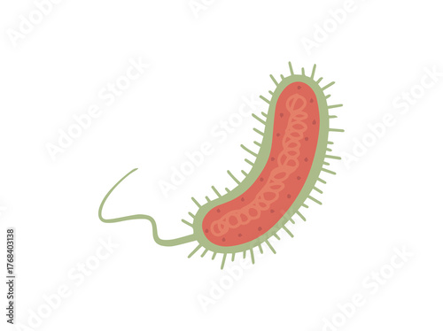 Vibrio Cholerae Bacteria Illustration
