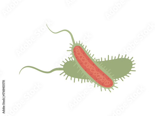 Vibrio Cholerea or Asiatic Cholera

