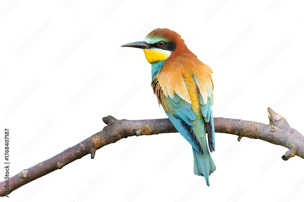 Fototapeta premium European bee-eater / Bienenfresser (Merops apiaster)