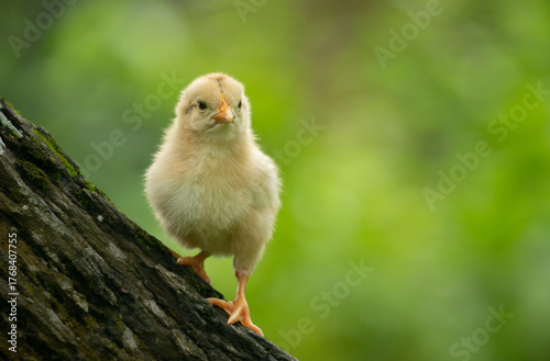A fluffy baby chicken stands on a tree against a soft green background