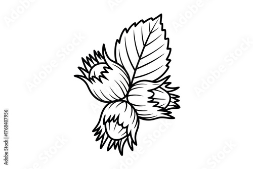 Illustration of a cluster of hazelnuts with leaves, representing a healthy food ingredient.