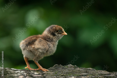 A fluffy baby chicken walks on a tree against a soft green background