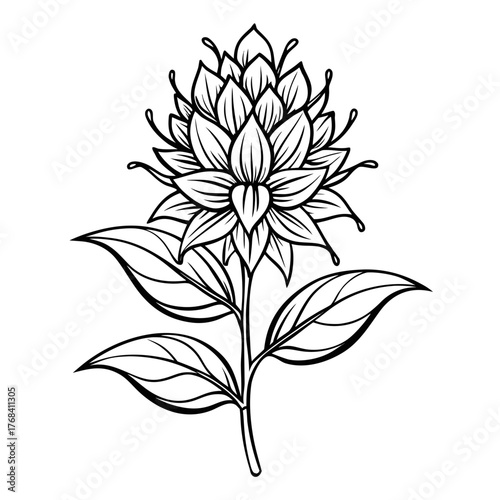 hebe red hugh line art vector on white background