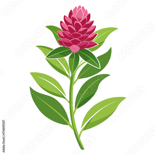 hebe veronica on white background