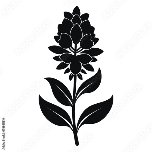 hebe veronica flower silhouette vector on white background