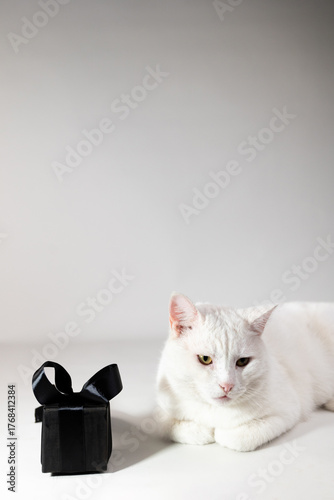 Tableau sur toile A white cat rests next to a wrapped black gift