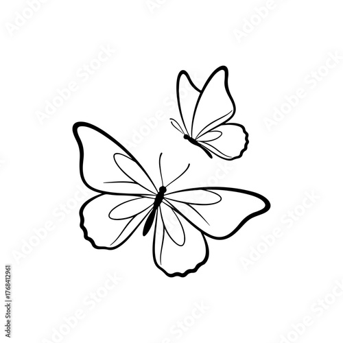 vector illustration of butterfly