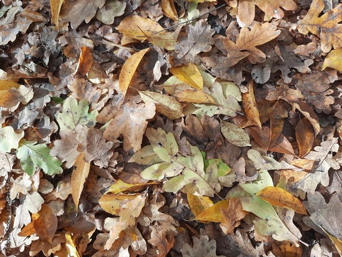 autumn leaves background
