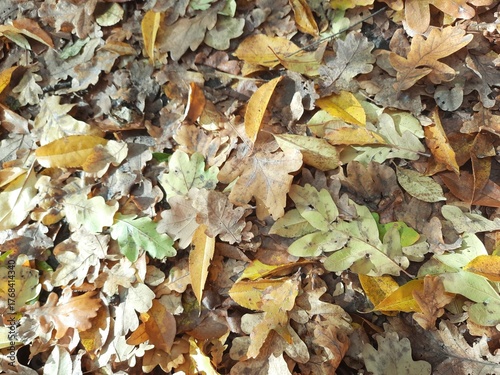 autumn leaves background